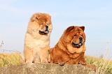 CHOW CHOW 257